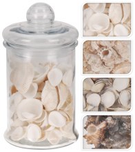 Decoration Shells In Glass Pot