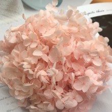 Dried Hydrangea Preserved Bl Pink