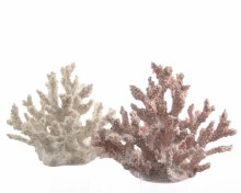 poly coral 2col ass
