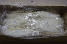 Japan Aspidistra 5 Pcs 60-65 Cm