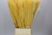 Dried Cortaderia Dadang Soft Yellow
