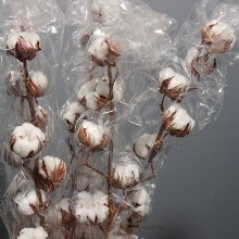 Gossypium(katoen) 7 Balls