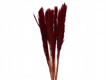 Dried Nanal grass Burgundy 75cm