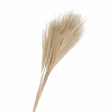 Dried Silvergrass Natural 75cm x10