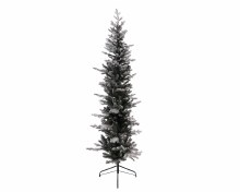 Snowy Calgary Pencil Pine 240cm