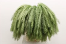 Stem Panicle 12 Plume L75.0 Green
