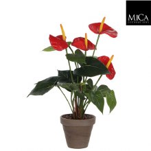 ANTHURIUM H40D30 RED IN POT ST