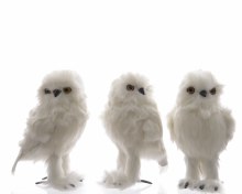 foam owl with plush