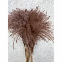 Dried Stipa Feather Choco