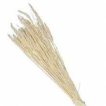 Dried Tarwe Wheat Natural 70cm