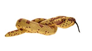 SNAKE GREEN COILED ANACONDA