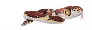 Blunt Headed Snake PLUSH