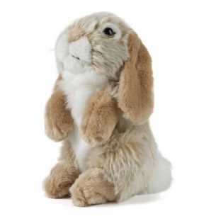 LOP EARED RABBIT