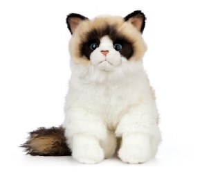 RAGDOLL CAT
