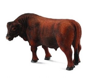 RED ANGUS BULL