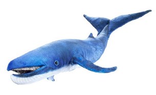 BLUE WHALE