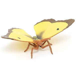 CLOUDED YELLOW BUTTERFLY