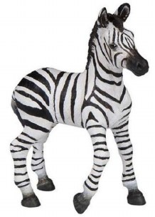 ZEBRA FOAL