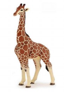 GIRAFFE MALE