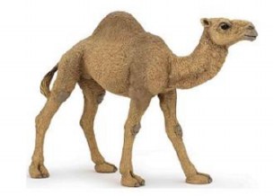 DROMEDARY CAMEL