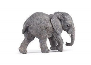 YOUNG AFRICAN ELEPHANT