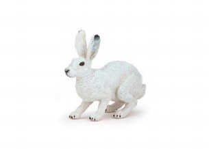 ARCTIC HARE