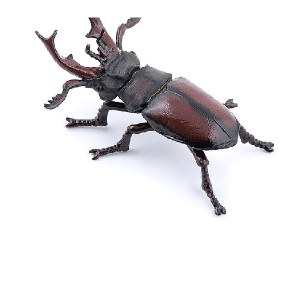 STAG BEETLE