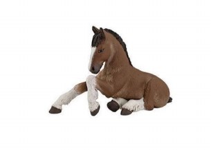 PAPO SHIRE FOAL