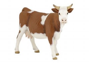 SIMMENTAL COW