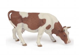 GRAZING SIMMENTAL COW