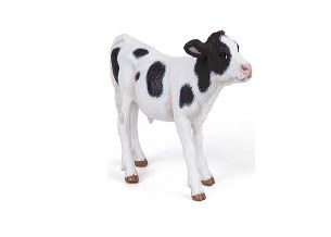 BLACK AND WHITE CALF