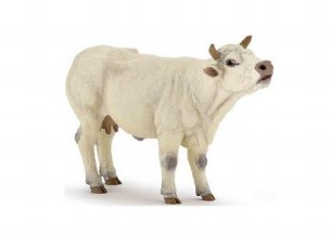 CHAROLAIS COW MOOING