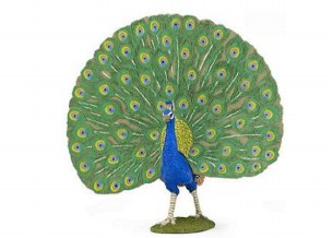 PEACOCK