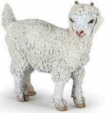 YOUNG ANGORA GOAT