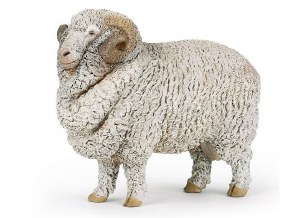 MERINO SHEEP
