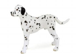 DALMATIAN