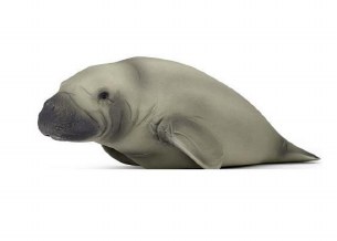 MANATEE