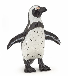 AFRICAN PENGUIN