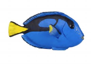 SURGEONFISH