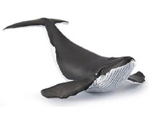 WHALE CALF