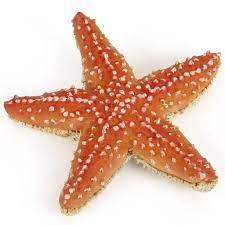 STARFISH