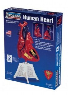 HUMAN HEART PLASTIC MODEL KIT