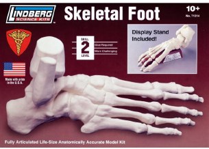 SKELETON FOOT
