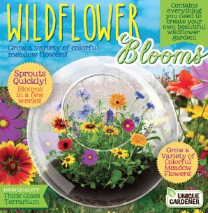 wildflower blooms