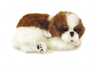 SHIH TZU