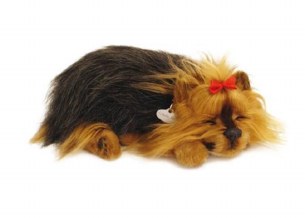 YORKIE