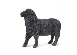 BLACK SHEEP