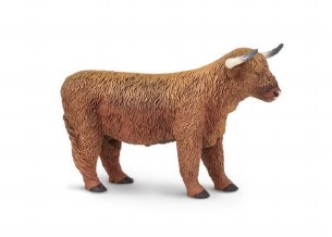 HIGHLAND BULL
