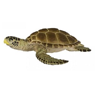 LOGGERHEAD SEA TURTLE