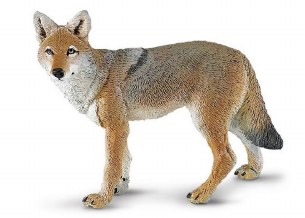 COYOTE